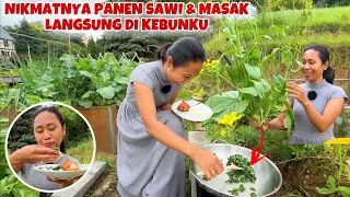 PERTAMA KALI PANEN & MASAK POHON SAWI DI KEBUNKU