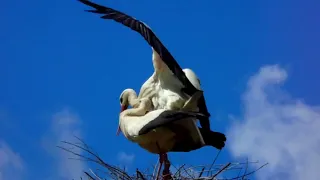 Stork in wildlife🇩🇿📸🕊️