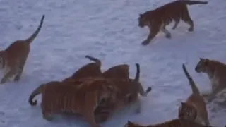 Harbin Tiger Park (tiger leaps 20 feet for pheasant)