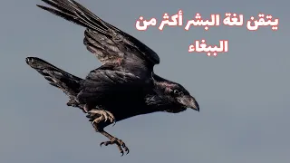 ذكاء الغربان، شيئ لا يصدق.. حقائق لن تصدقها