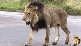 Latest Sightings Of A Great Lion King - Mfowethu Shishangaan