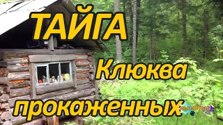 ТАЙГА | Клюква прокаженных