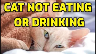 How Long Can Cats Survive Without Food And Water?