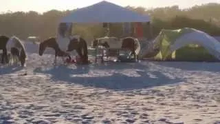 Assateague Horses ATTACK!