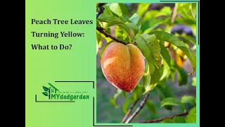 Peach Tree Leaves Turning Yellow: What to Do?