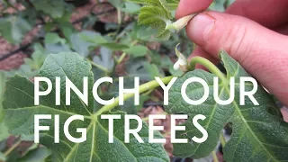 Why you should be 'Pinching' your Fig Trees