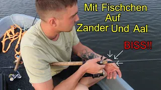 Mit Köderfisch auf Zander und Aal vom Boot ! An einem großen Natursee ! Mit Erfolg.