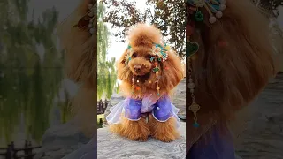 🐶 Cute puppy Funny  Cute Dog Pomeranian 😍 #FunnyPuppytiktok # 326