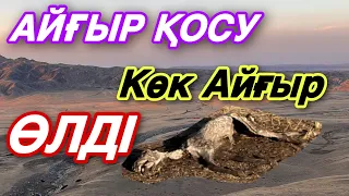 Көк Айғыр Келмеске Кетті. Жаңа Айғыр қостық!