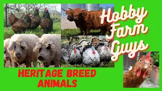 Heritage Breed Farm Animals: What Are They and Should You Have Them?