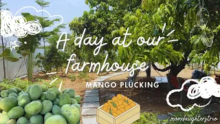 A day at our farmhouse | Mango plucking | Mangoes harvest | momdaughterstrio #farmhouse #harvest