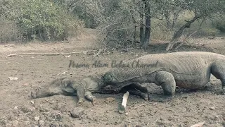 Komodo preys on old wild boars that are still alive