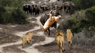 Angry Buffalo herd attack Lion very hard to save the baby, Wild Animals Attack