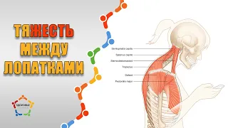 Боль в спине между лопаток / Снять напряжение со спины и шеи