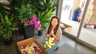 VICKY'S LIKES is live!@ First Wellington International Orchid Festival.