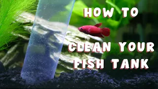 HOW TO CLEAN A FISH TANK | the right way