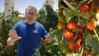 Can you grow tomatoes, peppers and other fruiting crops in a Tower Garden? | True Garden