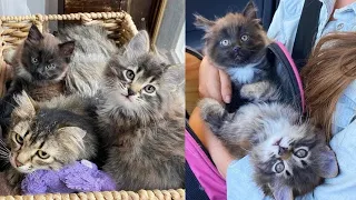 A cat had two kittens indoors for the first time after years wandering outside