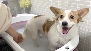 처음으로 욕조에서 목욕한 강아지의 반응은?