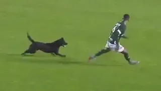 7 Funny Appearances of Dogs on the Football Field
