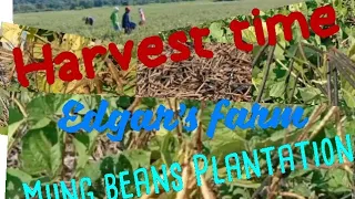 HARVESTING TIME OF MONGGO OR BALATONG / MY MUNG BEANS PLANTATION / Edgar's farm