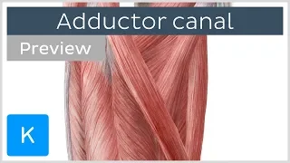 Adductor Canal (preview) - Location & Content - Human Anatomy | Kenhub