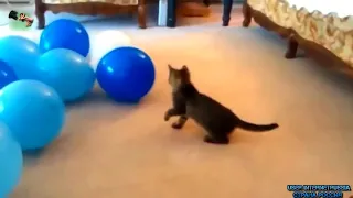 Кошки приколы Кошки и воздушные шарики