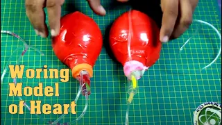 New Working Model of Heart,  Realistic Human Circulatory system for Science Project