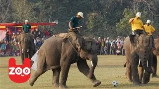 Elephant Football Match in Nepal