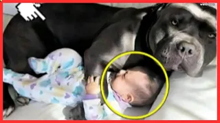 You Won't Believe What Happens When Dog Refuses to Let Baby Sleep Alone! #dog