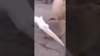 pelican being arrested for trying to eat a capybara