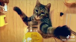 Bottle cap challenge - CAT version