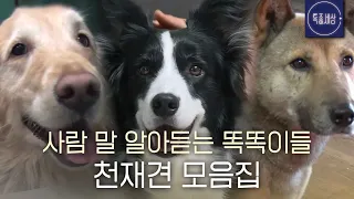 [스페셜] 주인 말 한 번에 알아 듣는 똑똑이 강아지 모음 2탄