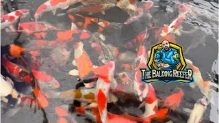 Uk Koi Dealers: The Best Koi Store in England?