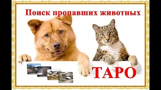 Поиск пропавших животных  таро (  Гадание живо ли пропавшее животное и вернется ли )