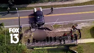 Massive Florida gator involved in death