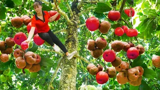 Harvesting Plums Goes To Market Sell, Shopping in the supermarket | Tiểu Vân Daily Life