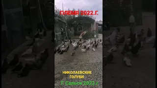 Николаевские голуби. 💥 Племя 💥 27.09.2022.г. Сальск. Ростовская обл. 🎥🕊️🇷🇺