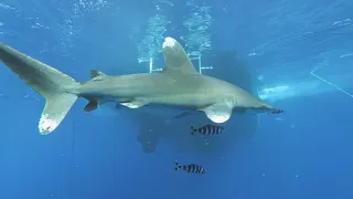 Jacques Cousteau's "Most Dangerous" Shark - The Oceanic White Tip - by Khurram Pervaiz