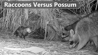 Possum Attacks Young Raccoon - Lesson Learned