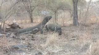 Komodo lunch pork