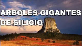 Arboles Gigantes de Silicio - Análisis