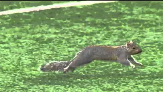 Squirrel Runs Around Field During Packers vs Vikings Game