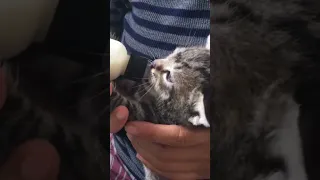 Hungry kitten makes loud suckling noises and wiggles his ears #shorts #cat #kittens