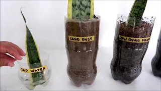 Snake Plant Leaf Propagation Comparison in Water and Different Kinds of Soil (Shocking Results)