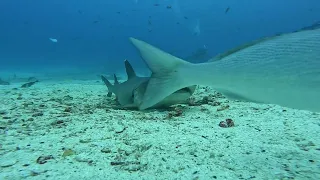 Whitetip Shark At Mosquera Island