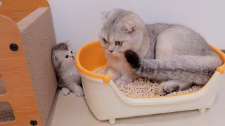 The reaction of a kitten whose bathroom was taken over by her big brother cat was so cute...