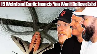 15 Weird and Exotic Insects You Won't Believe Exist REACTION | OFFICE BLOKES REACT!!