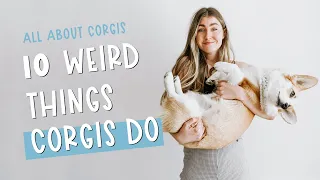 Corgi Personality Traits | What Are Some Funny Things Corgis Do?
