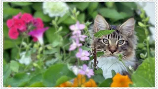 Maine Coon kittens. Getting to know cat Willy.